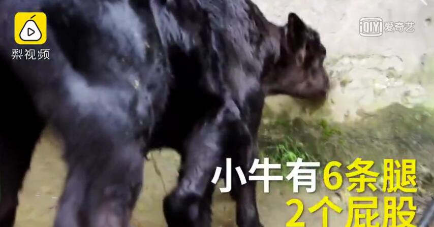 初生牛犢長6條腿2個屁股 每天都有人來看稀奇【視頻】