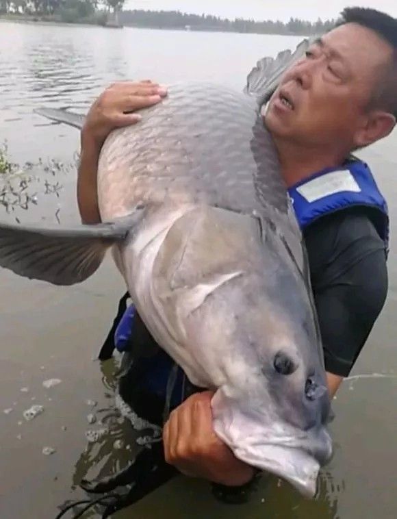 男子釣起150斤巨型青魚：途中6次被魚拉下水最后將其放生