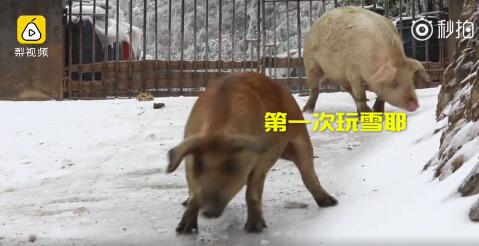南方的豬第一次看見雪樂瘋了！二師兄組團花式滑冰搞笑視頻
