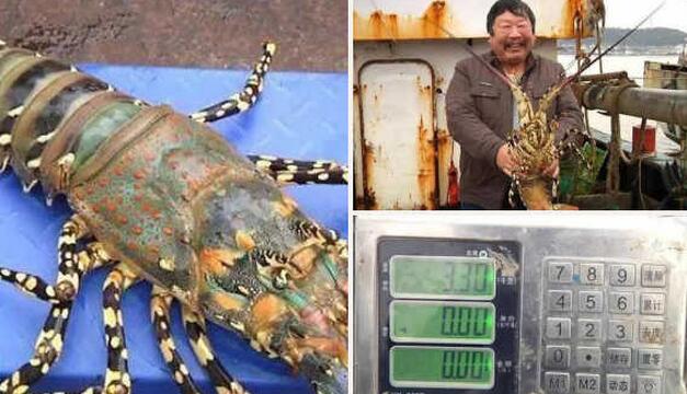 中華錦繡龍蝦多少錢一斤？漁民捕獲超大“七彩神蝦”長1.2米重6.6斤