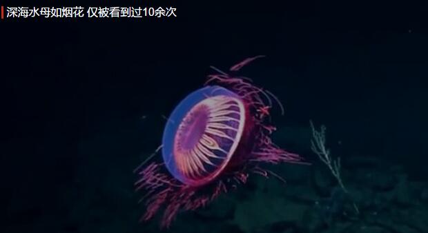 煙花水母是什么？深海發現罕見“煙花水母” 史上僅被看到過10余次