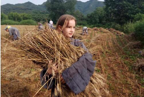 河南少林寺農場收麥大豐收 女洋弟子懷抱麥穗樂開花