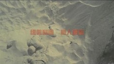 預告片