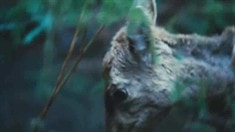 先行版預告片1