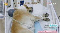 神犬小七 TV版 《神犬小七》37集預(yù)告片