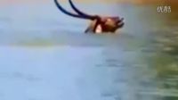 【一點資訊】動物世界的生死瞬間，獅子也學會了鬣狗掏肛技能，在水牛身上實操