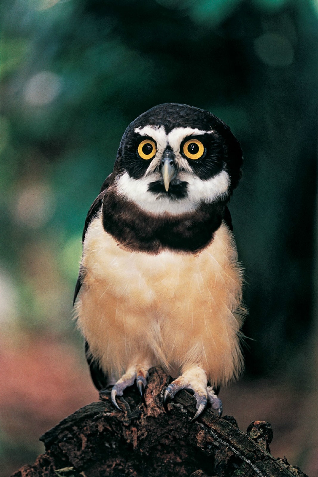 http://www.fjsenfa.cn/pics/default/download/0ad29e987e5724ef321be1c39cc2bd0b.jpg