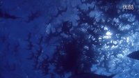 海龜:奇妙之旅 北美點(diǎn)映紀(jì)錄片《海龜：奇妙之旅》預(yù)告片