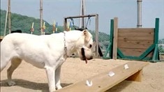 預(yù)告片