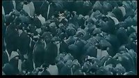 【南極帝企鵝】生命的堅(jiān)守永不放棄  堅(jiān)持 不拋棄不放棄