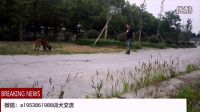 唐偉敏訓(xùn)犬學(xué)員的馬犬阿黃—7個月大生活中超聽話
