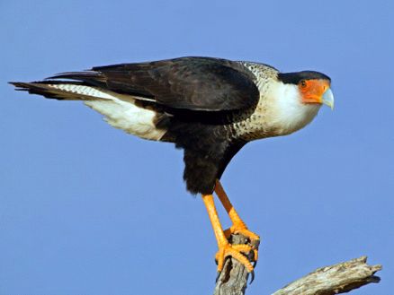 http://www.fjsenfa.cn/pics/default/download/14d38bf3d2ce6e65068549de3e0a39df.jpg