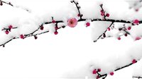《怪俠一枝梅》臺前幕后的霍建華