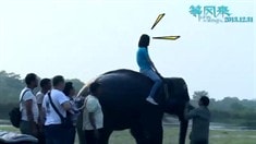 動(dòng)物特輯