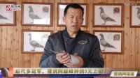 后代多冠軍，搜鴿網(wǎng)巔峰種鴿0元上拍！