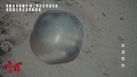 《十宗罪》本周預告 震驚！兇手用人體殘肢做琥珀？！