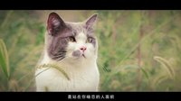 喵星人搶不到第二季S201-15s