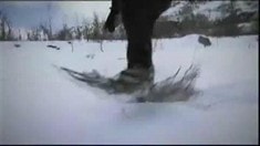 病毒視頻