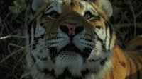 頑皮的動物1981兩雄東北虎發生激戰