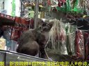 都市角落22：招財(cái)貓
