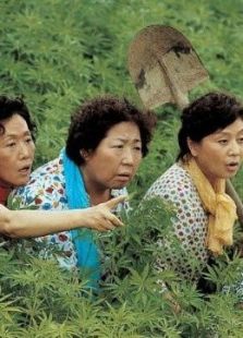 麻婆島