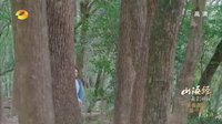 山海經(jīng)之赤影傳說 TV版 《山海經(jīng)之赤影傳說》心月狐自信boy打賭奪愛 蘇茉要移情別戀？！