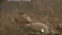 【看大片】生于七月四日 Born on the Fourth of July (1989)中文預告
