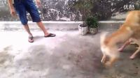 銅盂斗狗129赤金錢VIDEO0023_超清_標清