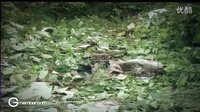 泰國三臺2012下半年新劇推介高清預告--《金盞花》（Por、Yaya）