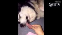 二哈在睡熟，主人拉扯舌頭，突然眼睛睜開，鏟屎的，你拉疼我了！[二哈]