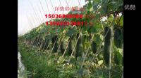 周口最大黑皮吊冬瓜種植基地 河南黑皮冬瓜 黑先鋒吊冬瓜種植基地電話
