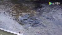 路邊小溪的水質也太好了吧，成群的鰻魚，讓妹子都尖叫了！.mp4