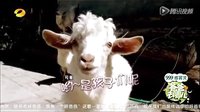 爸爸去哪兒  爸爸我們?nèi)ツ膬? 林志穎和小小志