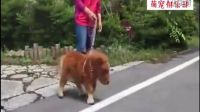 我的天啊！狗狗和馬交配生出的下一代，簡直太萌了！