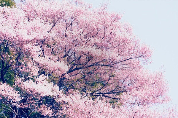 http://www.fjsenfa.cn/pics/default/download/4e7a3d69b6a8d23e9a765c42b5b03688.jpg