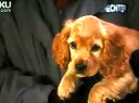 2010年 3D特工喜劇《貓狗大戰2》預告片 高清版