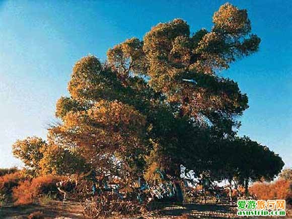 http://www.fjsenfa.cn/pics/default/download/568415cca94d314ceafdbb35d92c905b.jpg