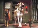 《貓狗大戰2》最新高清預告，貓咪和狗狗的和平時代即將結束？