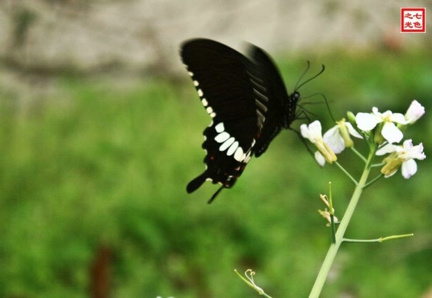 http://www.fjsenfa.cn/pics/default/download/5deb8cf3b890c09b6b17eaa5a264412f.jpg