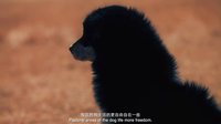 神犬小七 TV版 《神犬小七》曝紀(jì)錄片預(yù)告 《狗狗在中國(guó)》震撼將映