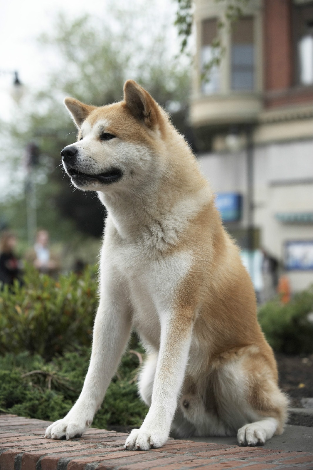 http://www.fjsenfa.cn/pics/default/download/60e98f76f9b1bb9c7ea2585fc1445309.jpg