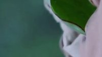 答應(yīng)不愛你#音樂##白子畫#瘋狂的時(shí)候原來...|你是初戀?