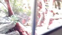 【侏羅紀公園】危機四伏，不可預測！