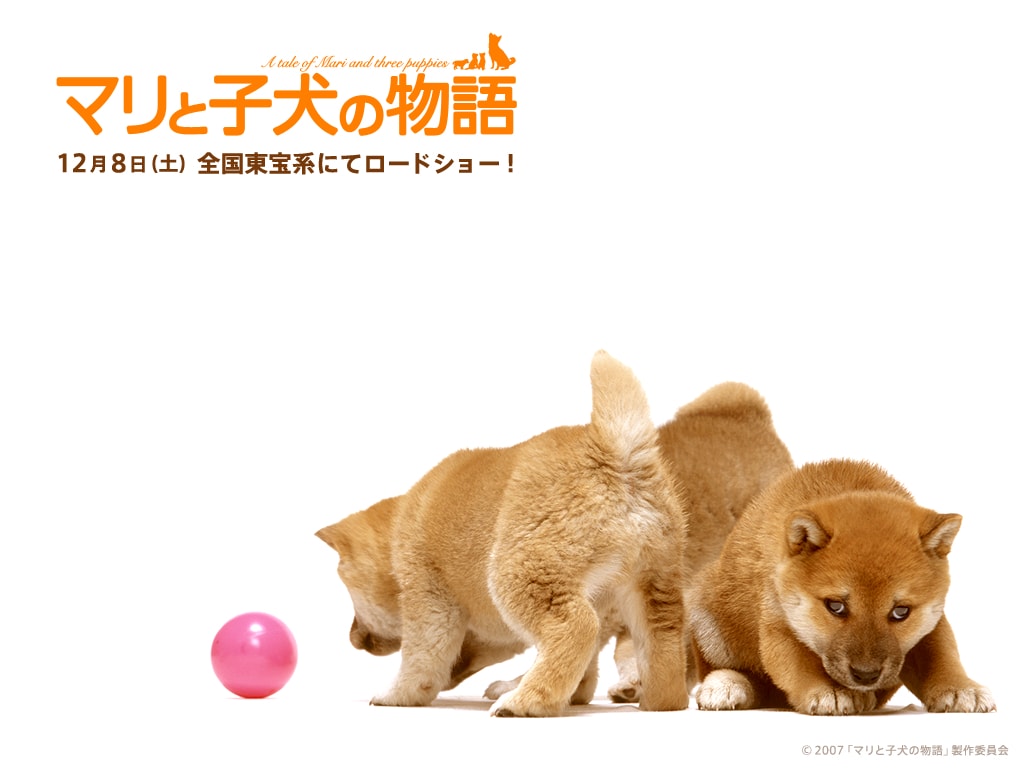 http://www.fjsenfa.cn/pics/default/download/778ad8e001abf1e716291c5ffeb62fdd.jpg