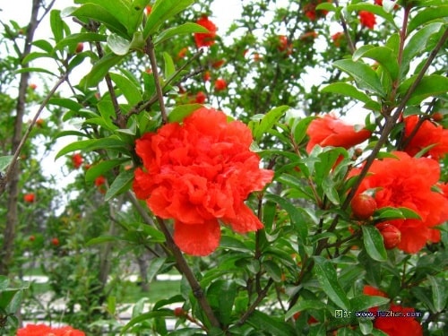 http://www.fjsenfa.cn/pics/default/download/791dd10601d583f0b22f091f9144d92f.jpg