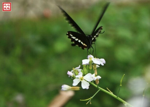 http://www.fjsenfa.cn/pics/default/download/7fc1b332fa50c7dd4a03f8165276acfa.jpg