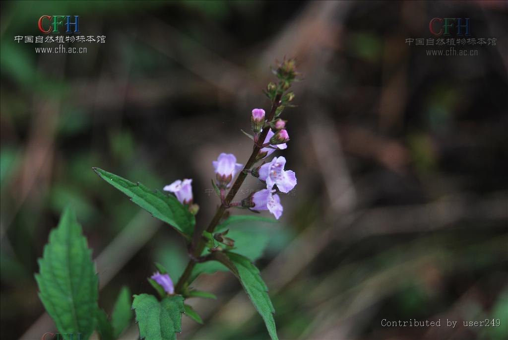 http://www.fjsenfa.cn/pics/default/download/8533e18a592af1d2a75448ff255fd6de.jpg