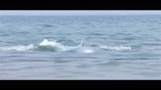 預(yù)告片