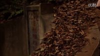 出走的紅鞋子