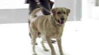神犬小七 TV版 《神犬小七》導(dǎo)演版預(yù)告片